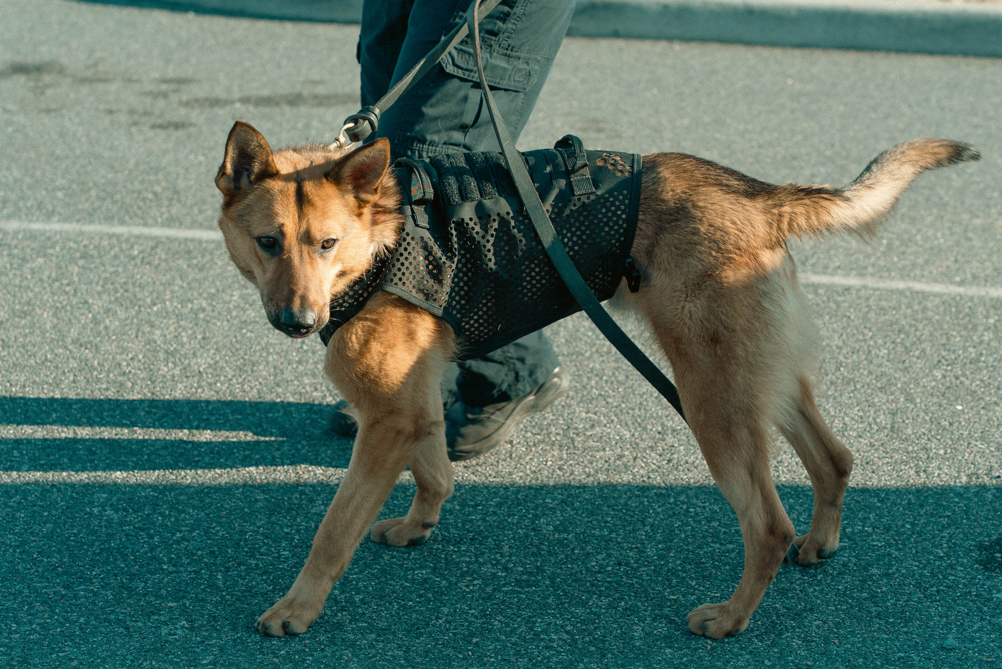 Laser Cut K9 Harness