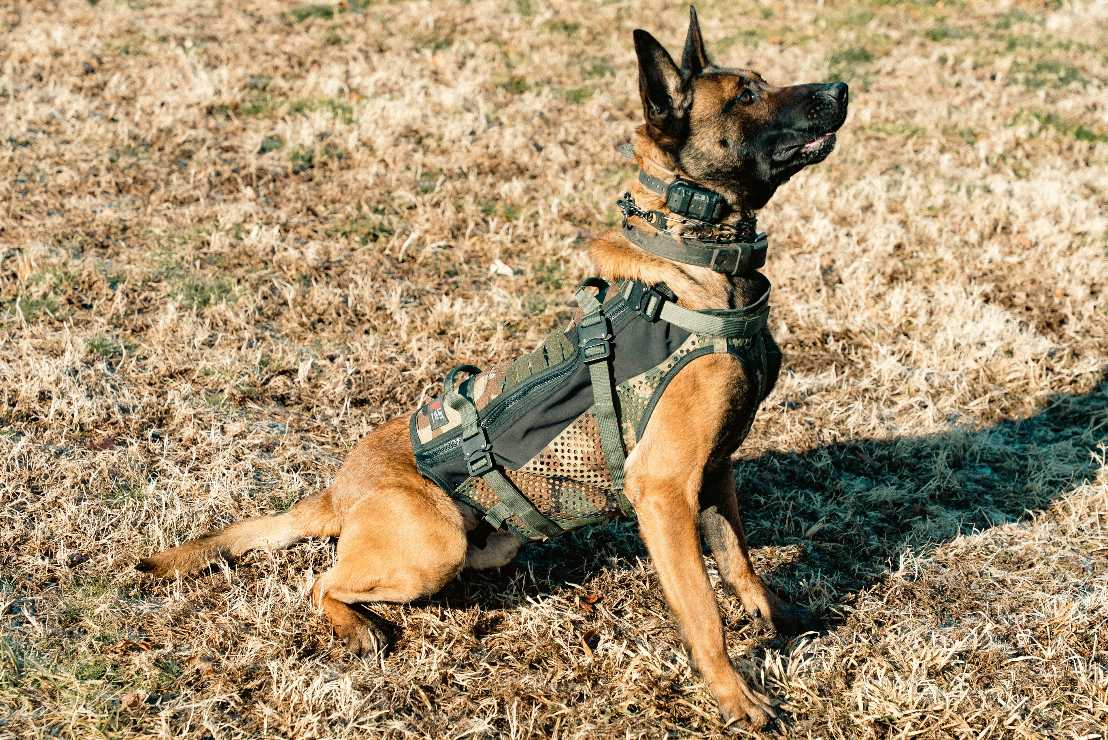 Laser Cut K9 Harness