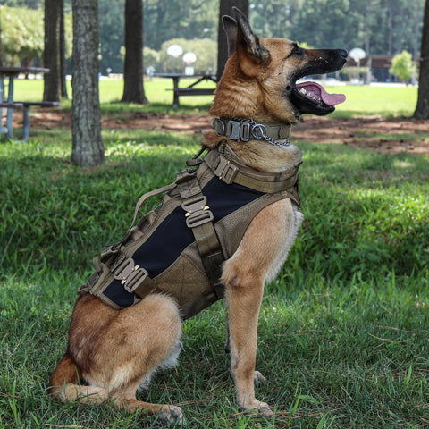 CB Canine Harness